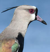 Southern Lapwing