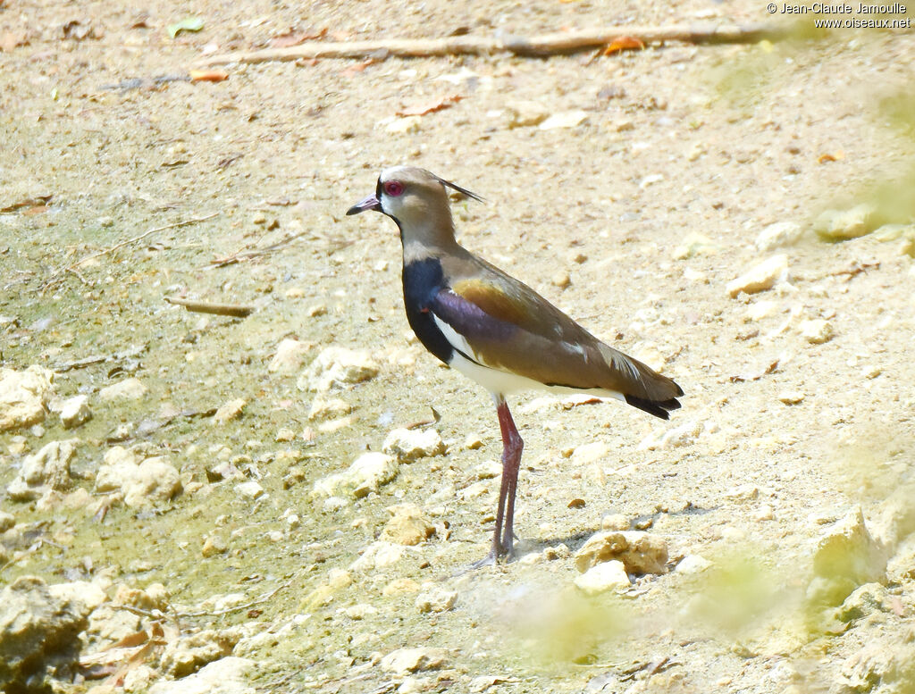 Southern Lapwing