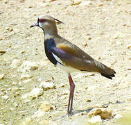 Southern Lapwing