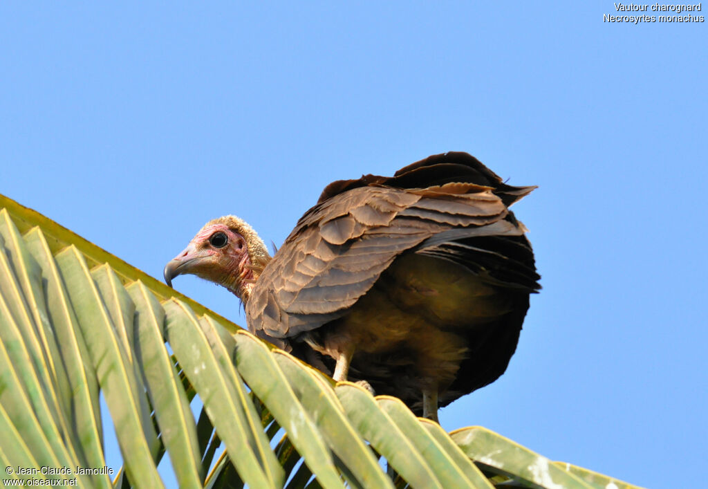 Vautour charognard