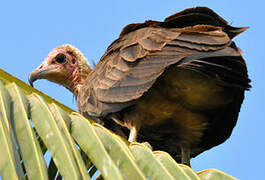 Hooded Vulture