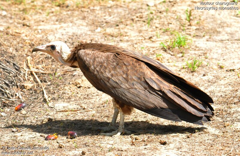 Vautour charognard