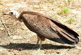 Hooded Vulture