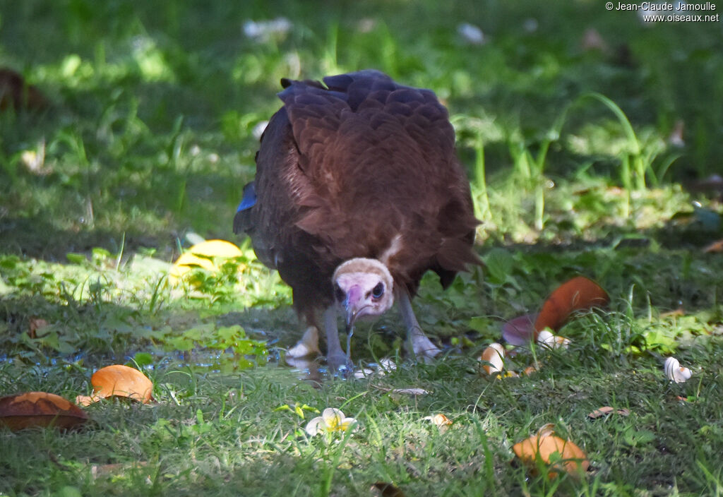 Hooded Vulture