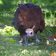 Hooded Vulture