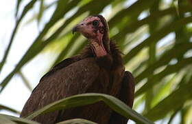 Hooded Vulture