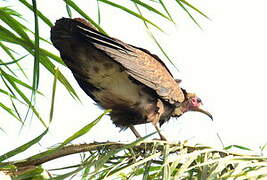 Hooded Vulture