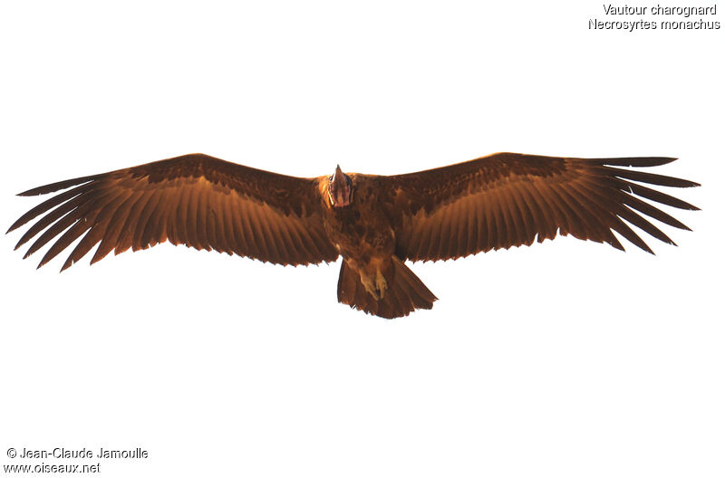 Hooded Vulture, Flight