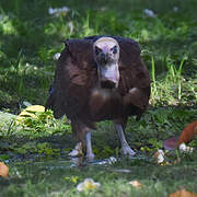 Hooded Vulture