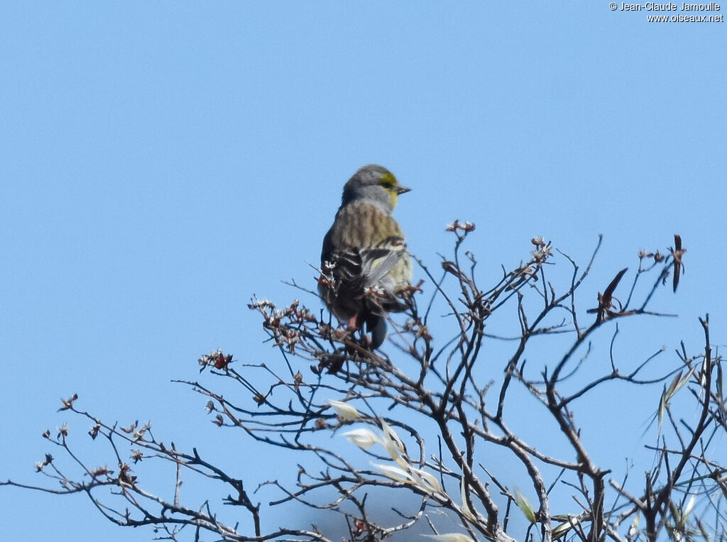 Corsican Finch