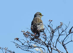 Corsican Finch