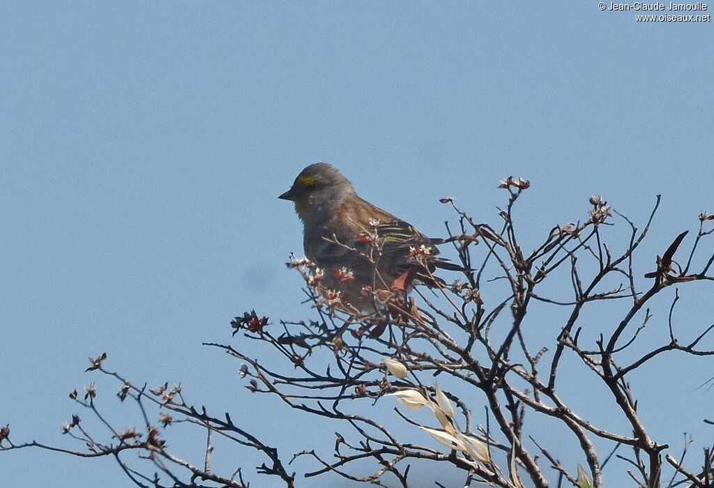 Corsican Finch