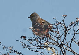 Corsican Finch