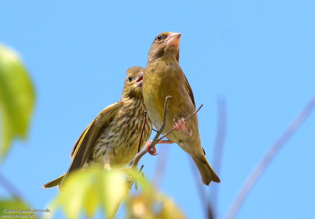 European Greenfinch female