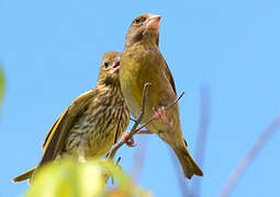 European Greenfinch