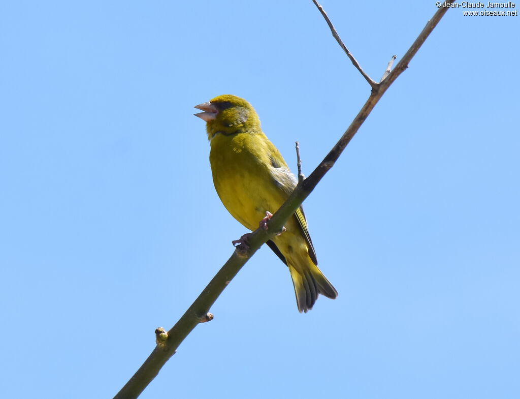 European Greenfinch male