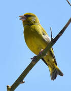 European Greenfinch