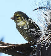 European Greenfinch