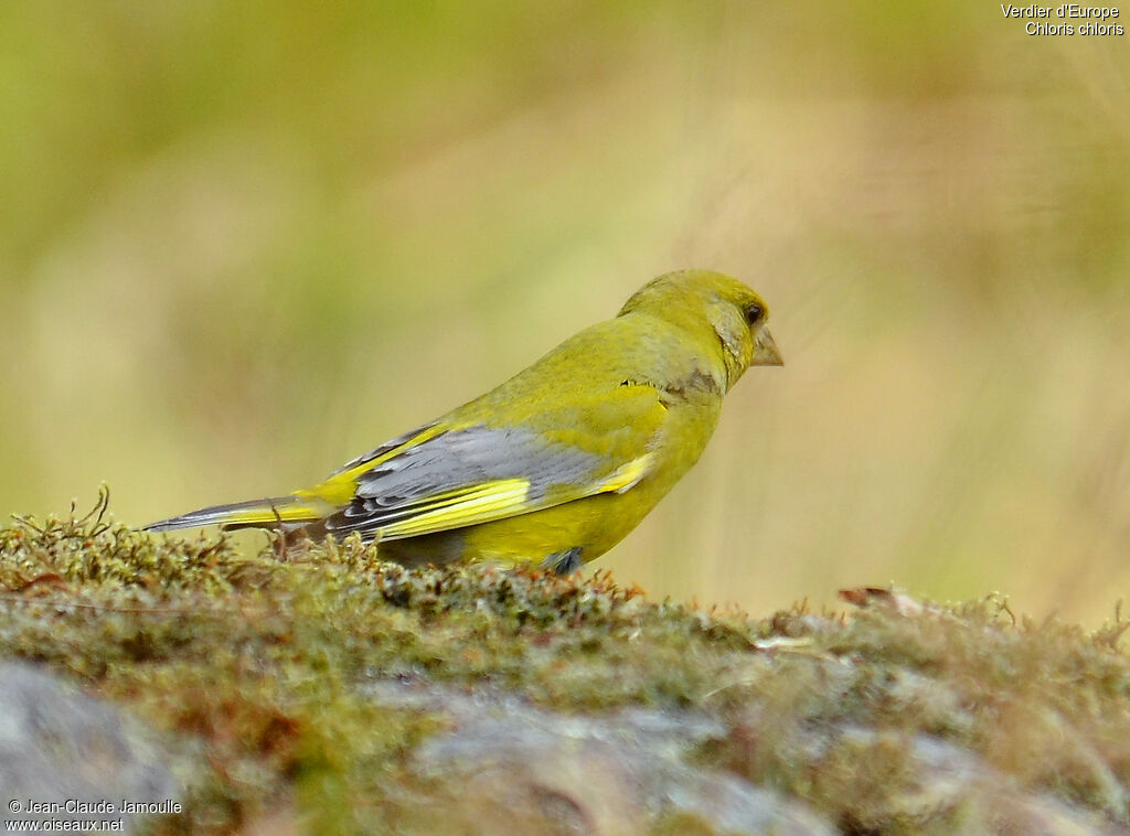 European Greenfinch