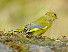 European Greenfinch