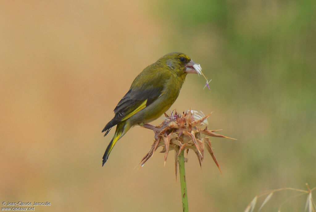 European Greenfinch male adult, feeding habits