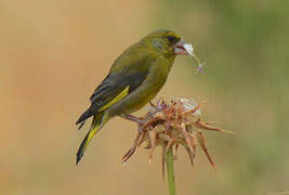 European Greenfinch