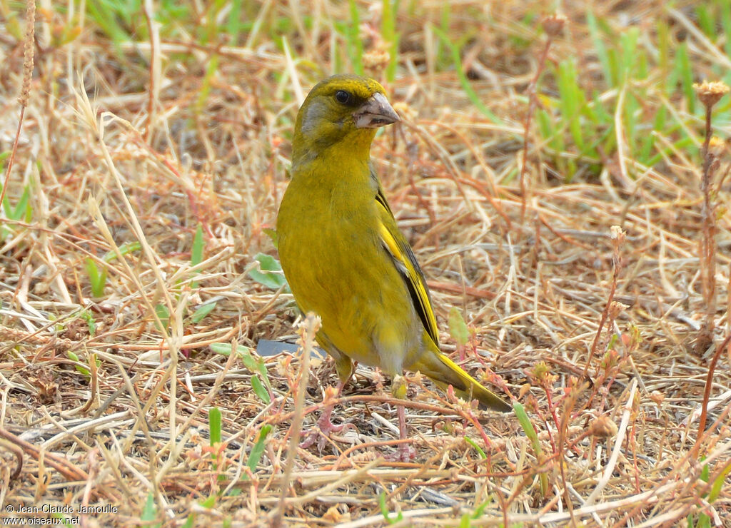 European Greenfinch male adult