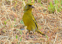 European Greenfinch