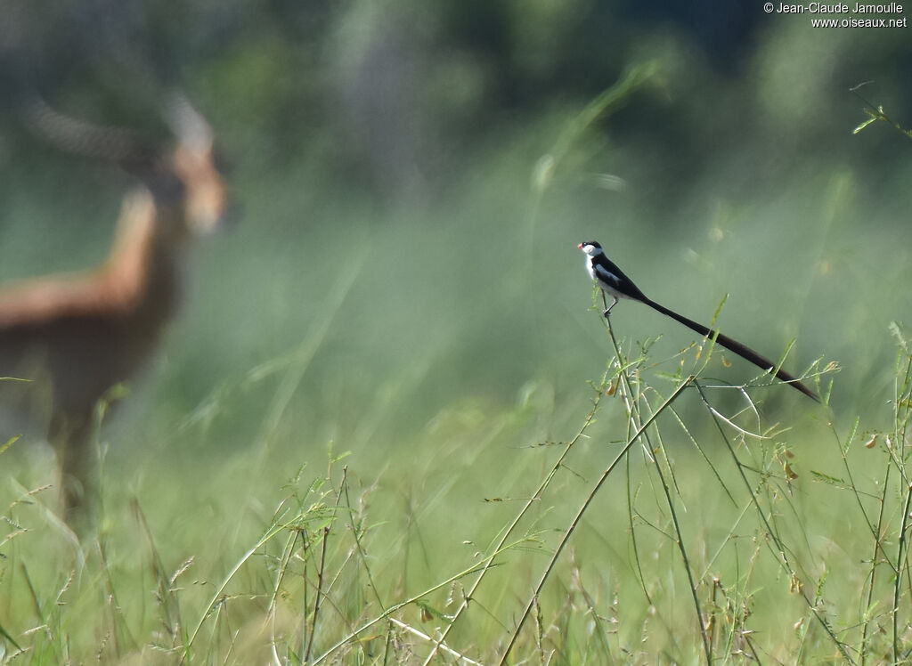 Pin-tailed Whydah male adult