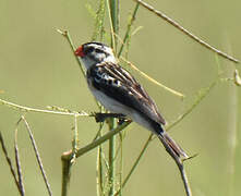 Pin-tailed Whydah