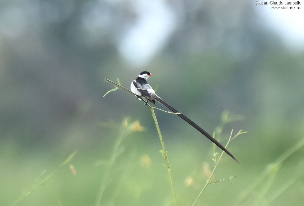 Pin-tailed Whydah