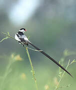 Pin-tailed Whydah