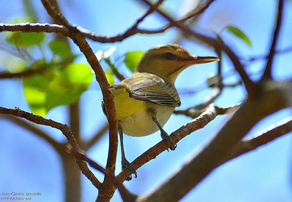 Black-whiskered Vireoadult, Behaviour