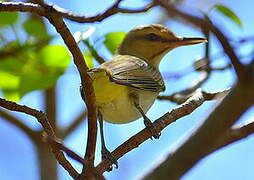 Black-whiskered Vireo