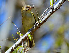 Black-whiskered Vireo