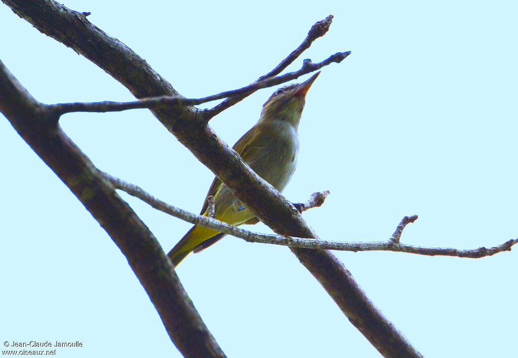 Black-whiskered Vireo