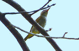 Black-whiskered Vireo