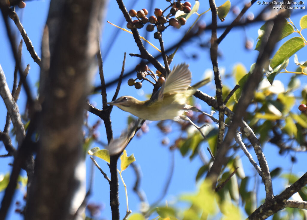 Black-whiskered Vireo