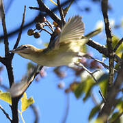 Black-whiskered Vireo