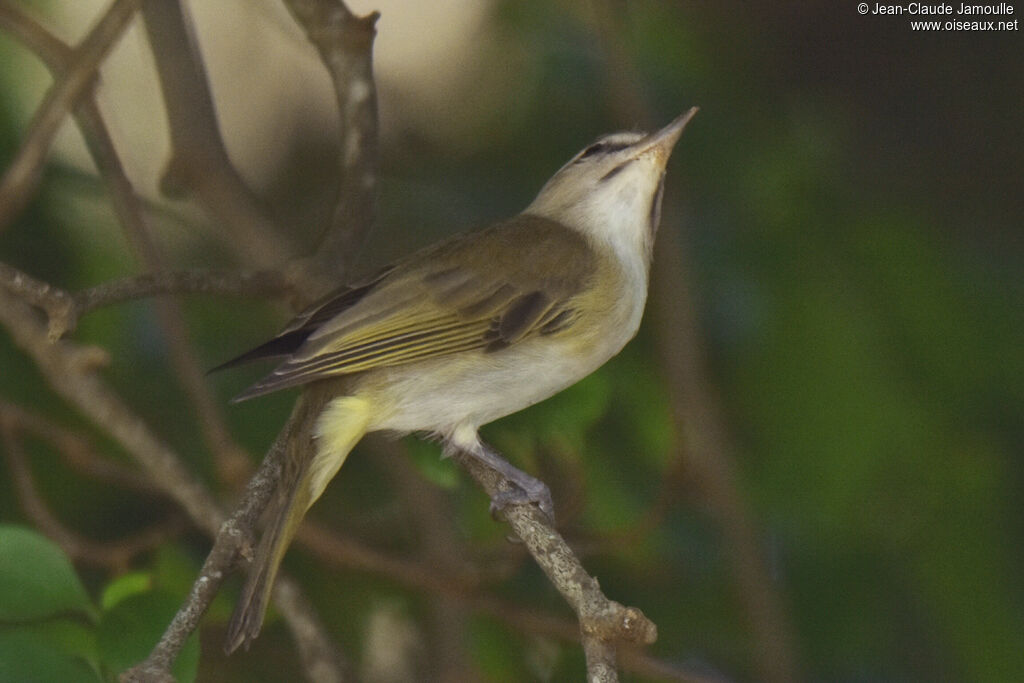 Black-whiskered Vireo