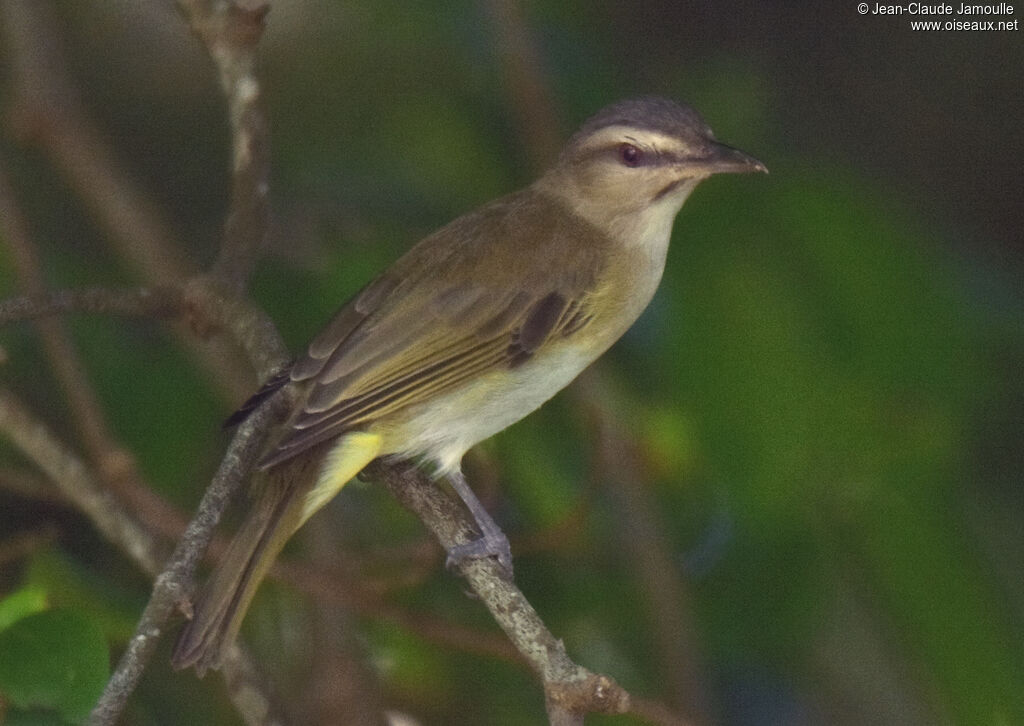 Black-whiskered Vireo