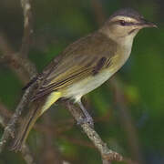 Black-whiskered Vireo