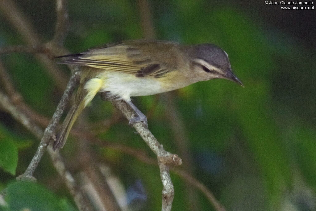 Black-whiskered Vireo