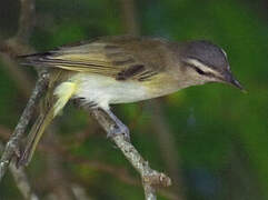 Black-whiskered Vireo