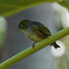 Zostérops à dos gris