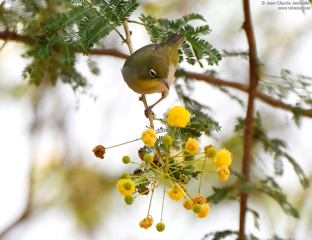 Abyssinian White-eye