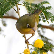 Abyssinian White-eye