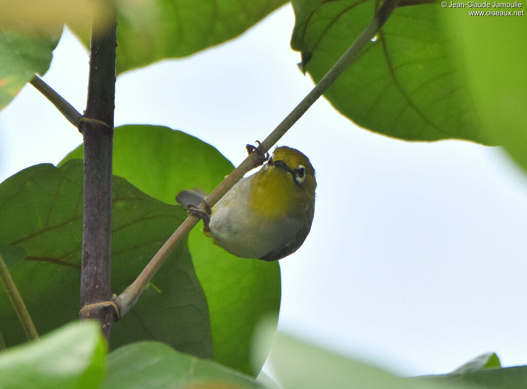 Swinhoe's White-eye