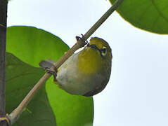 Swinhoe's White-eye