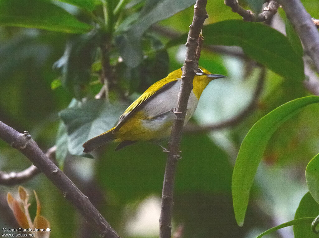 Swinhoe's White-eye